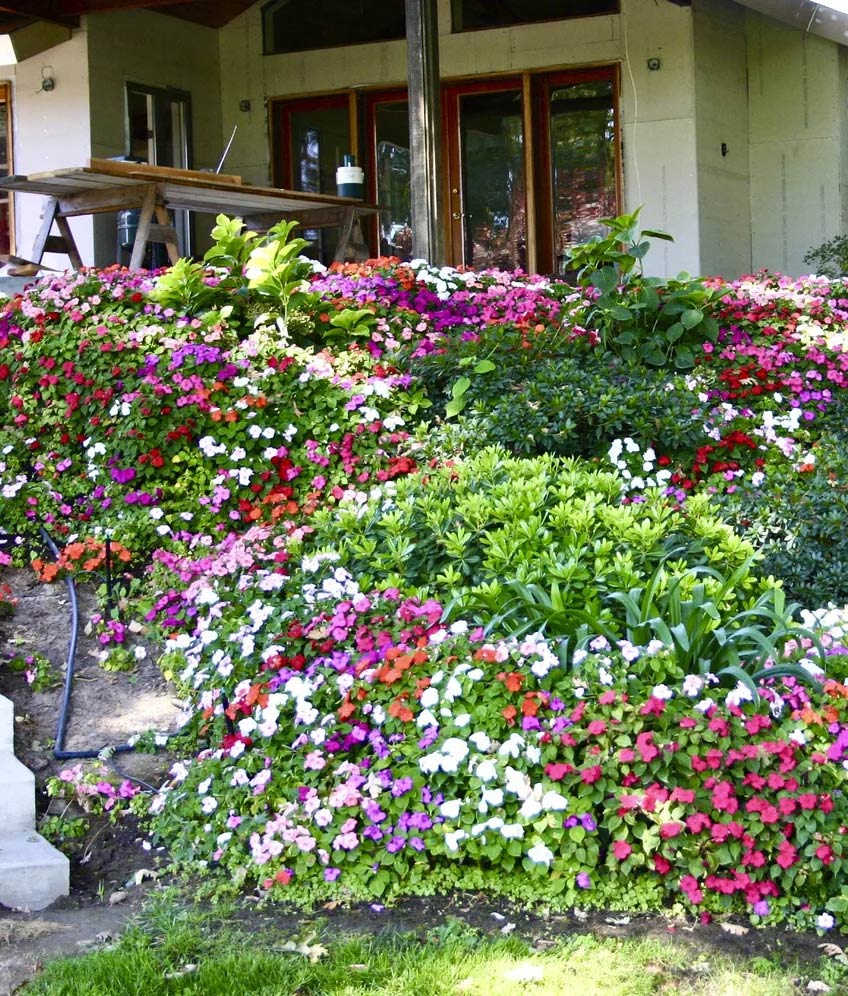A lush, tiered flower bed in full bloom with a dense arrangement of pink, purple, and white impatiens alongside green shrubbery in front of a modern residential building.