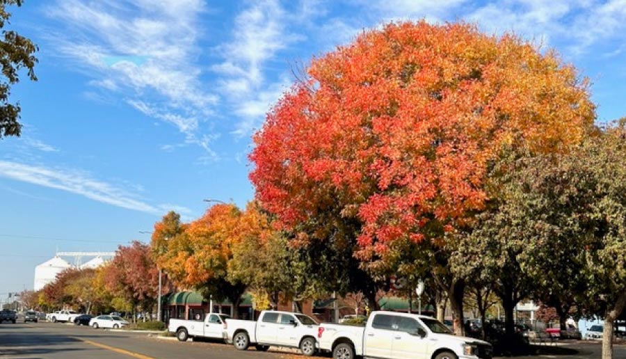 Strategic urban tree planning in Corcoran, CA, featuring mature trees selected for seasonal color and winter sunlight penetration to improve downtown business district aesthetics and environmental health