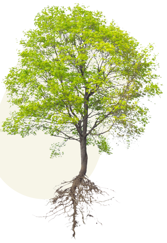 healthy tall tree