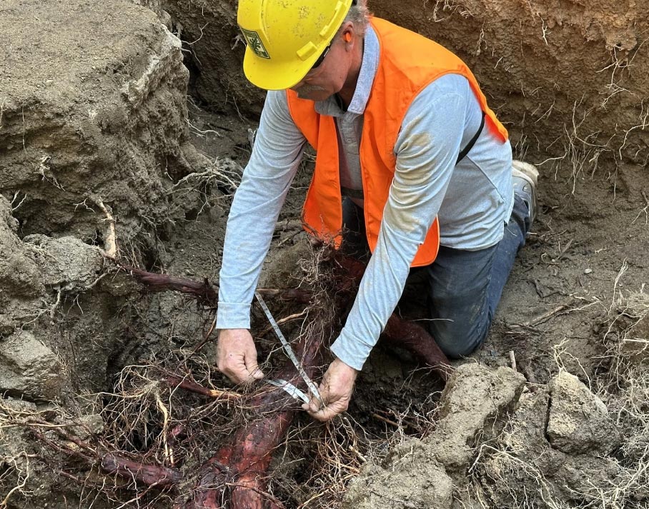 scott working on an oak tree removal