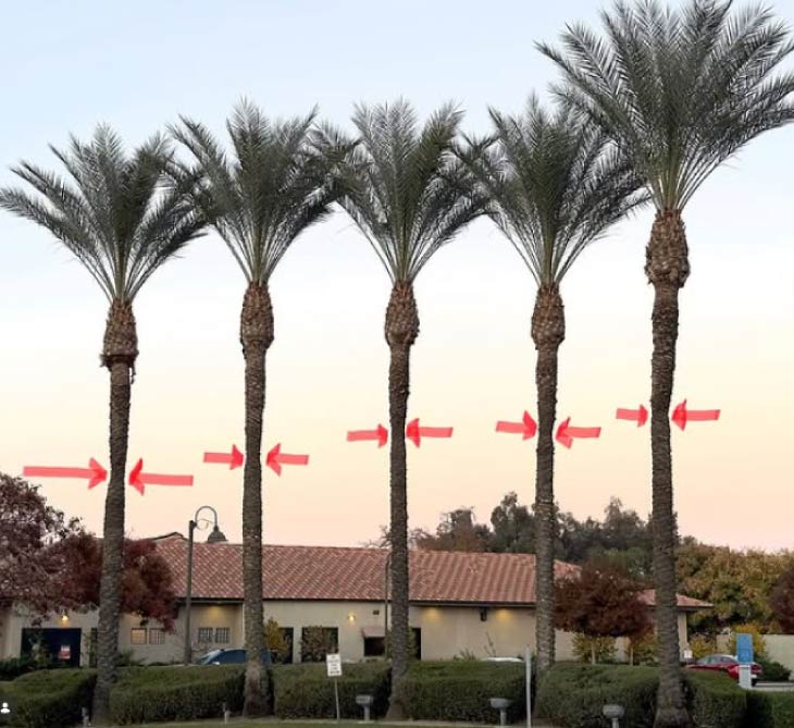 Pre-Construction Tree Protection