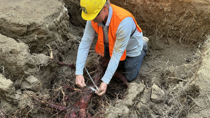 scott seargeant performing tree consulting