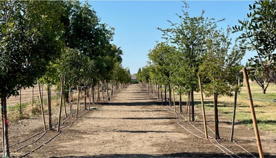 Rows of healthy deciduous street trees with vibrant orange and red autumn foliage in downtown Corcoran, California, showing the results of a professional municipal tree assessment and revitalization plan by Sergeant Landscape & Arboriculture.