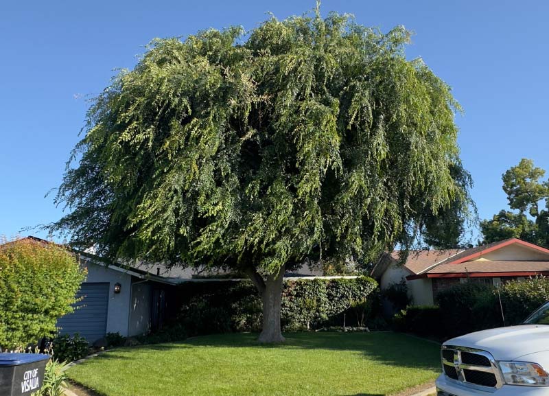 big tree