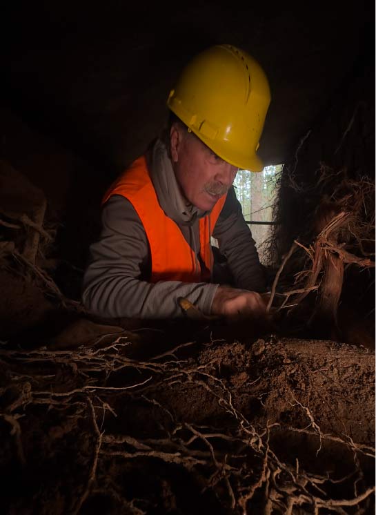 arboricultural forensics