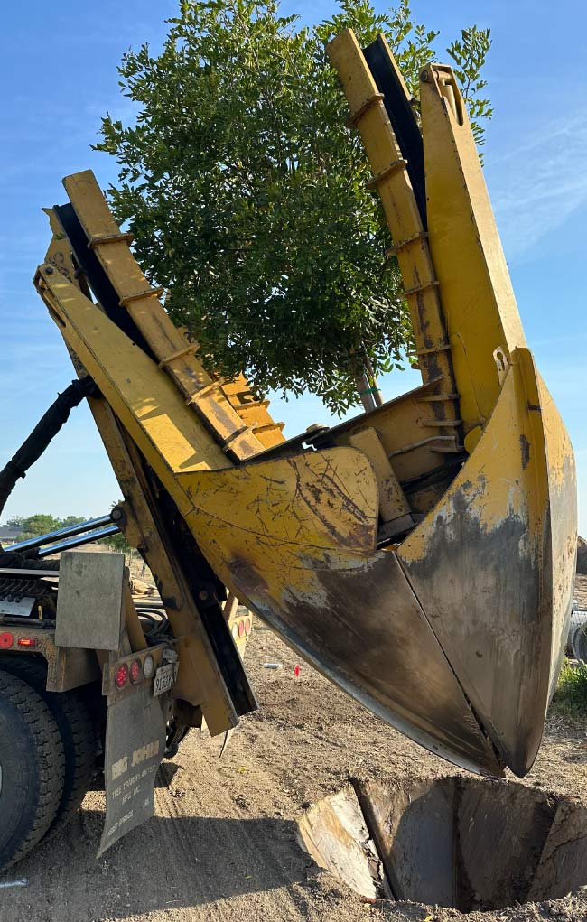construction and tree protection
