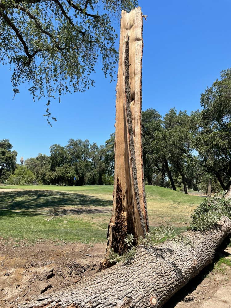 Comprehensive Tree Assessments