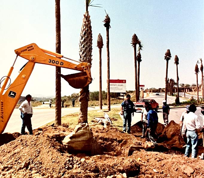 construction site and palm trees