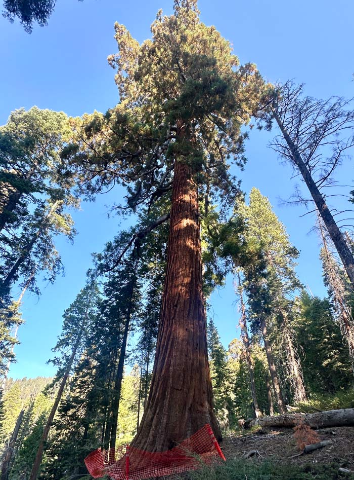 big sequoia tree consulting