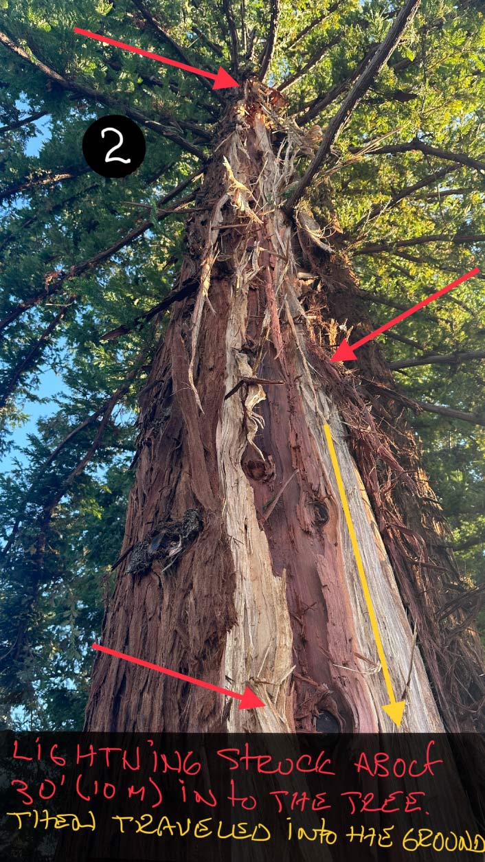 tree analysis