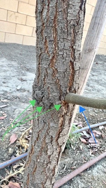 A newly planted young sapling tree secured by black rubber straps to three sturdy vertical wooden stakes in a dirt yard next to a house.