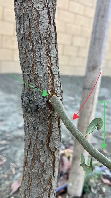 A full view of a medium-sized green leafy tree growing at a slight angle over a sidewalk, supported by a single thin stake in front of a wooden fence.