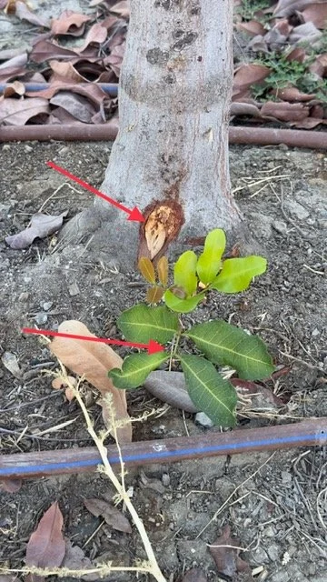 A leaning tree trunk braced by a bent green metal stake on a sidewalk, with a black Nissan crossover SUV and a Hercules Tires shop in the background.