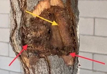 The Hidden Dangers of Epicormic Sprouts Revealed