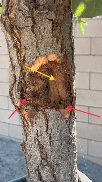Top-down view of a green metal tree stabilization stake driven into the ground right at the base of a textured tree trunk.