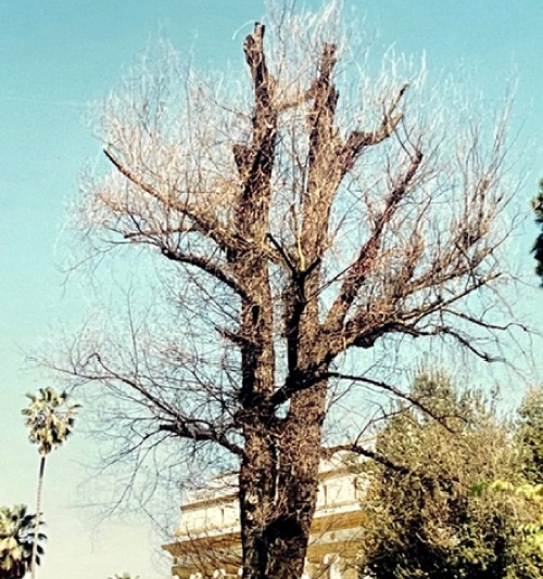 badly pruned tree