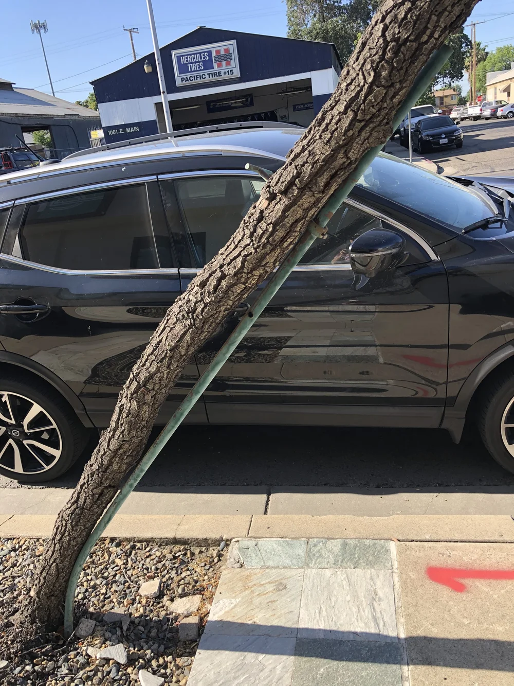 A severely leaning young tree supported by a bent green metal stake on a sidewalk next to a commercial building and an Enterprise rent-a-car sign.