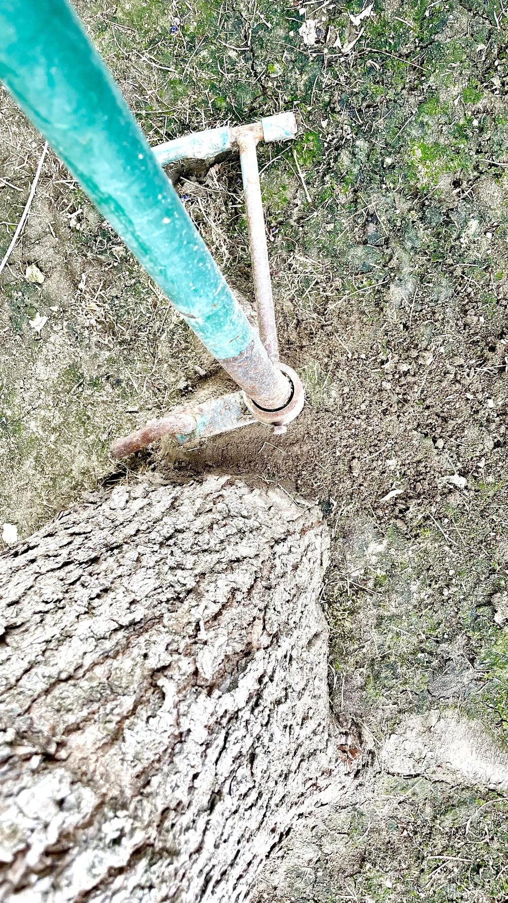 Overhead shot of a small, empty metal pipe sleeve embedded in the dirt near the base of a tree trunk.