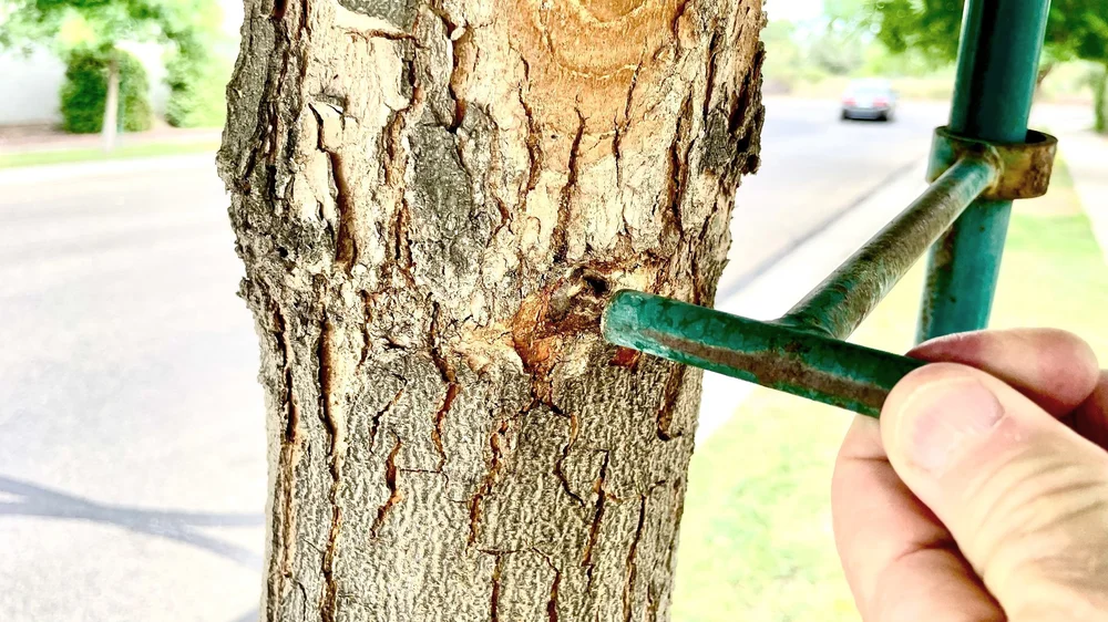 Top-down view of a green metal tree stabilization stake driven into the ground right at the base of a textured tree trunk.