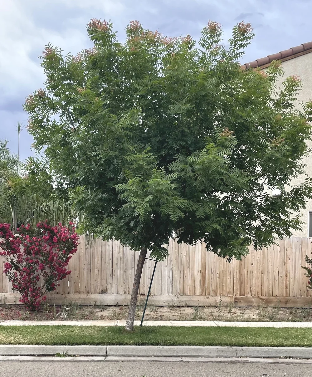 A newly planted young sapling tree secured by black rubber straps to three sturdy vertical wooden stakes in a dirt yard next to a house.