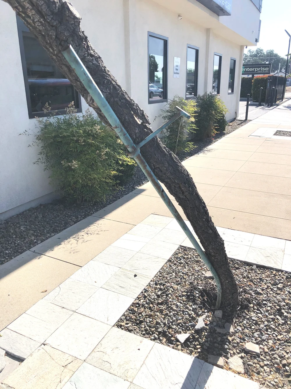 Close-up of a green metal tree stake closely bound to a tree trunk with a dark blue SUV parked in the background.
