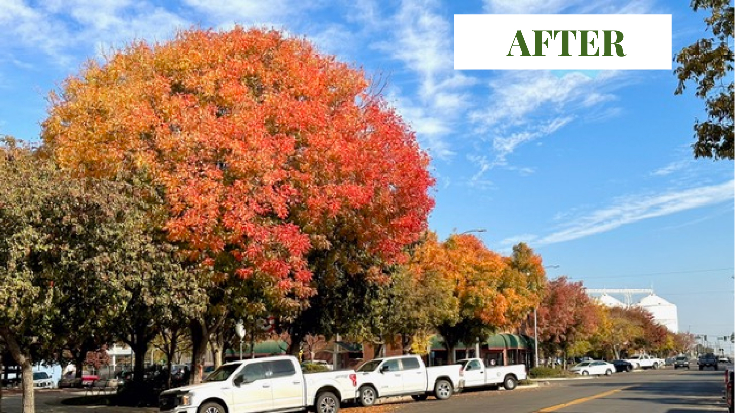 corcoran city after tree service by scott seargeant