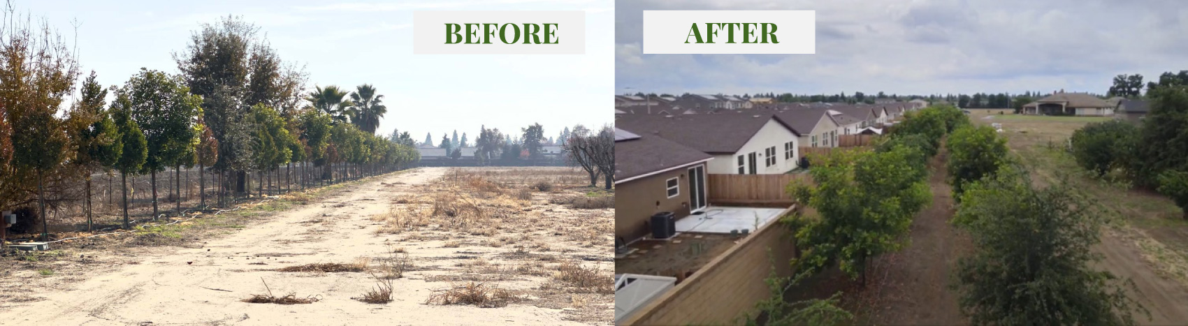 TREE land transformation