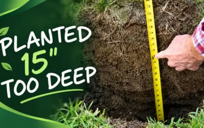 Blog 1 What Determines Whether Your Tree Lives 100 Years Or Collapses in 10?