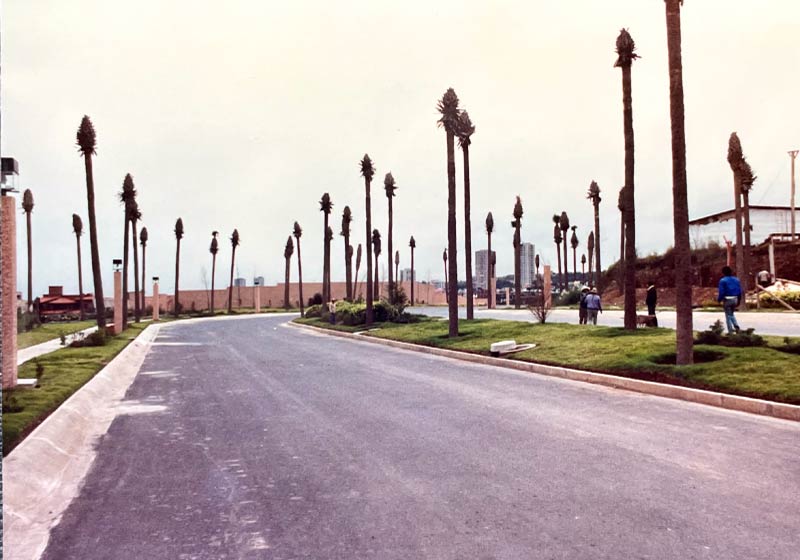 Row of stressed and declining palm trees along the entrance drive of a Mexico City golf and country club, the site of an international tree consulting case study