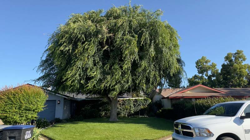 Fresh pruning cut on a young tree limb against a blue sky, exposing light-colored wood at a subordination pruning point