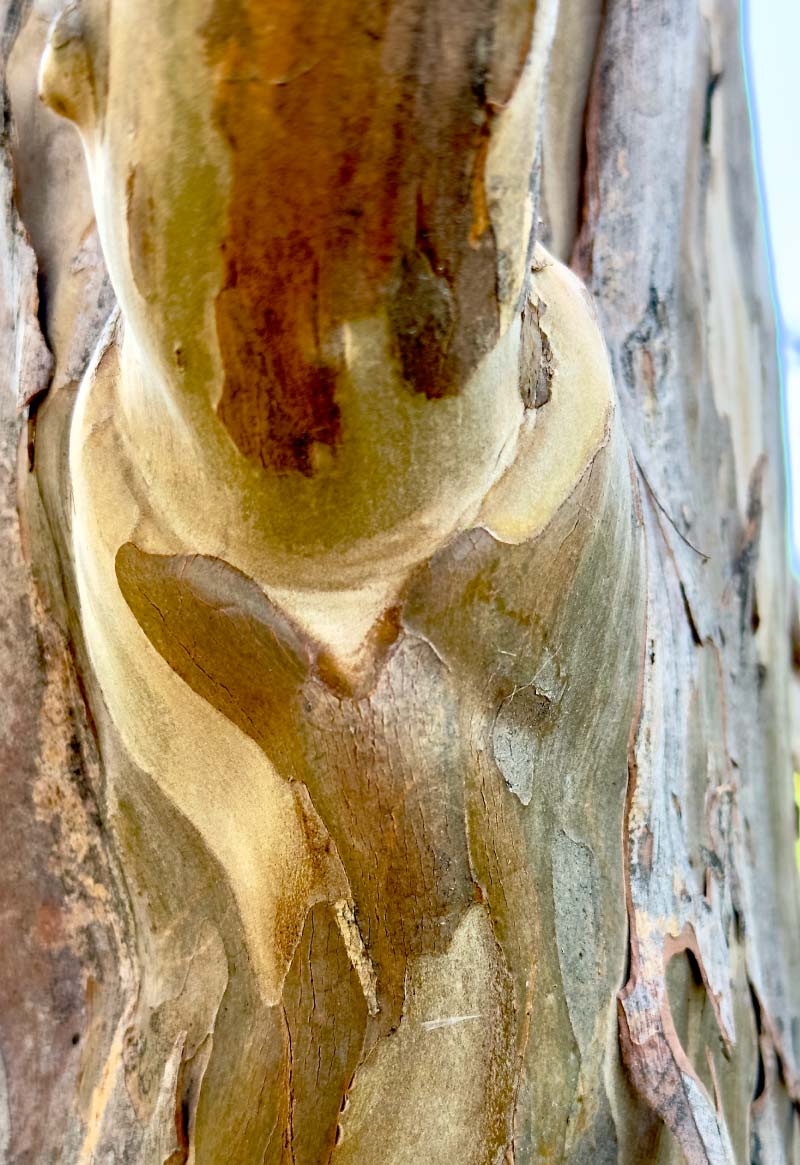 Severely topped tree in a parking lot with stub cuts and sparse regrowth, an example of rigid over-pruning damage