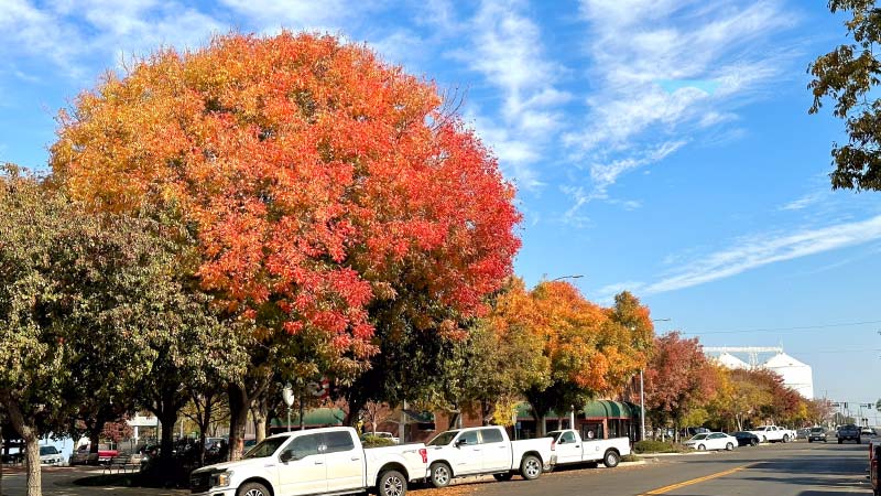 Row of healthy, mature street trees in red and orange fall color along a commercial street, result of corrected planting and irrigation