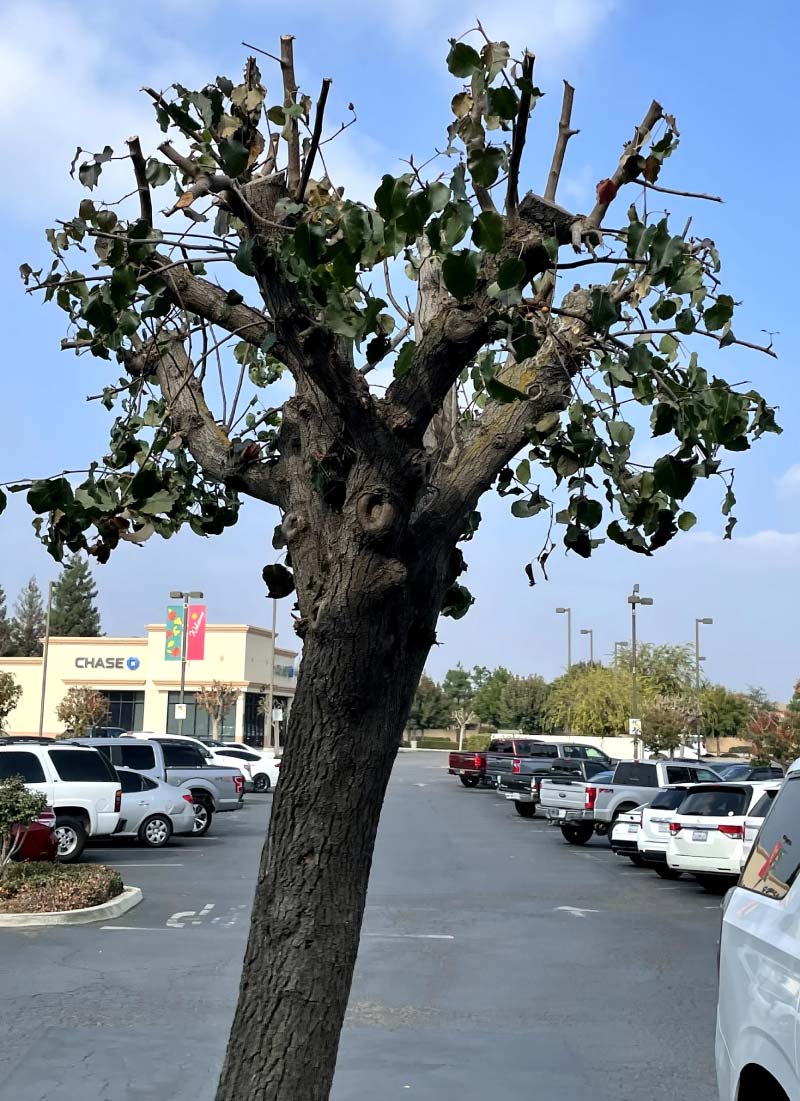 Mature, healthy weeping willow tree with full canopy in a residential front yard, an example of successful long-term tree establishment