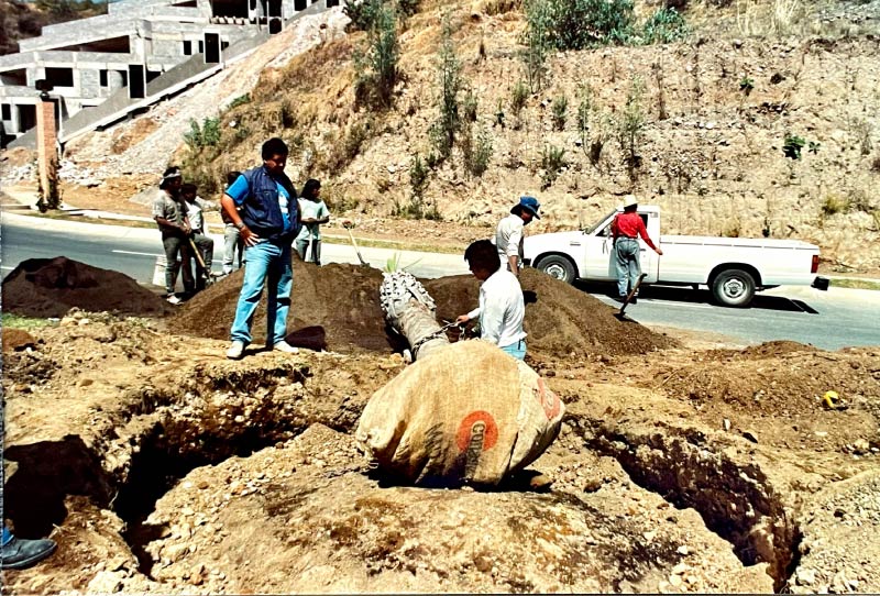 Workers installing a boxed palm tree root ball into a planting site at a Mexico City golf course during original construction