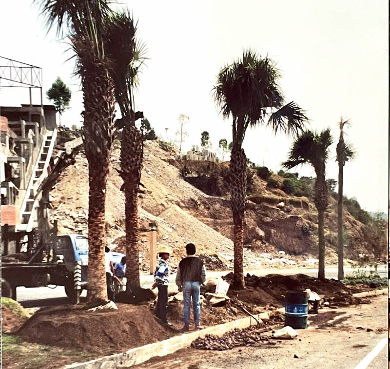 Newly planted palm trees with construction equipment still on site at a Mexico City golf and country club, part of the original palm tree installation