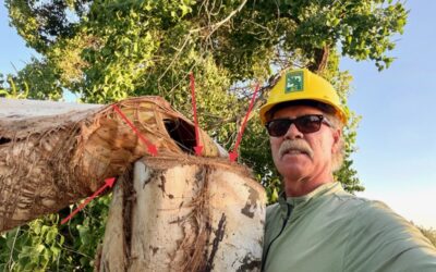 Blog 2 What does an arborist do?