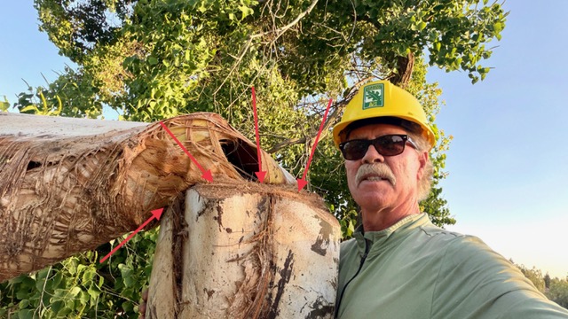 What does an arborist do?