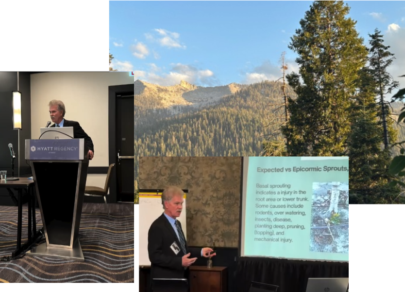 Collage of Scott Seargeant presenting at a past arborist conference, including a session on epicormic sprouts and tree stress indicators
