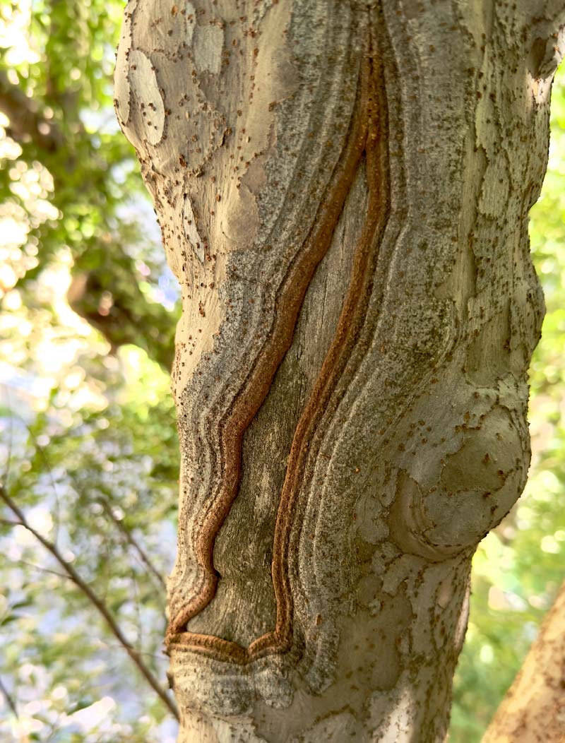 Tree trunk with a visible vertical seam of included bark where two stems grew together at a tight angle, a structural weak point