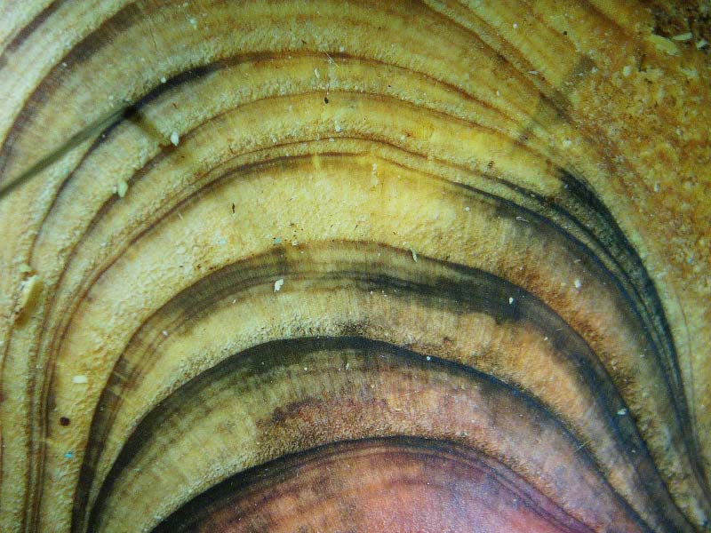 Close-up cross-section of a tree trunk showing concentric growth rings used to date structural changes over time