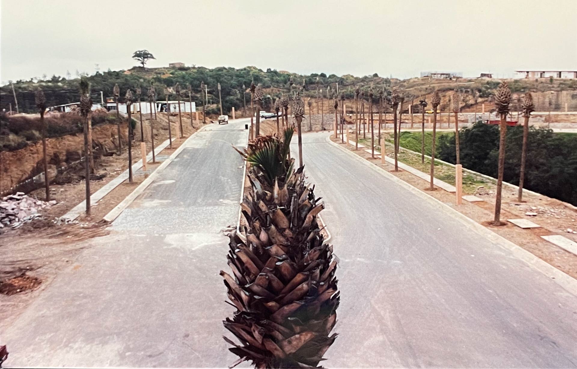 Close-up of a declining palm tree crown at a Mexico City golf and country club, showing dead fronds during Scott Seargeant's international tree consulting investigation
